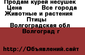 Продам курей несушек › Цена ­ 350 - Все города Животные и растения » Птицы   . Волгоградская обл.,Волгоград г.